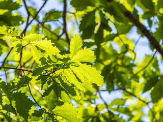Oak branches with green and yellow leaves in autumn park.