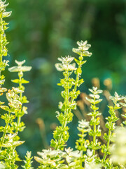White purple pink flowers salvia shiny colorful in meadow