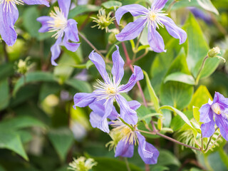 Fototapeta premium Spring Flowering Downy Clematis (Clematis macropetala). Close up of flowering blue Clematis on blurred background.
