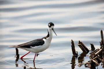 Lone Black-necked Stilt searches for food in the morning along the western shoreline of the Horicon National Wildlife Refuge in early spring.