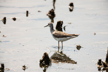 Lone Lesser Yellowlegs searches for food in the morning in the shallow waters of the western shoreline of the Horicon National Wildlife Refuge (Wisconsin) in early spring.