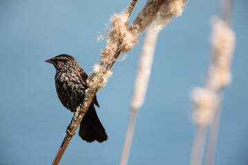 Female redwinged blackbird perched on a cattail within the Horicon National Wildlife Refuge, Waupun, Wisconsin