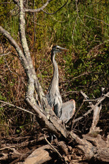 Great Blue Heron standing on a dead submerged shoreline tree in the Wisconsin River, Oneida County, Wisconsin, drying its wings following its recent catch of fish, in the late afternoon May sunshine