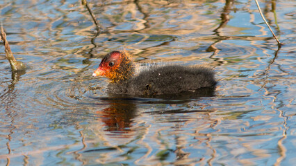 great crested grebe