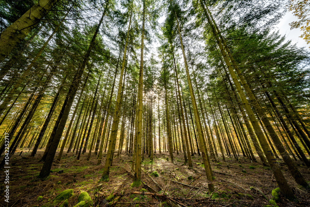 Wall mural experience the majestic forest where sunlight delicately filters through tall trees above and below