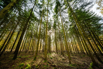 Experience the Majestic Forest where Sunlight Delicately Filters Through Tall Trees Above and Below