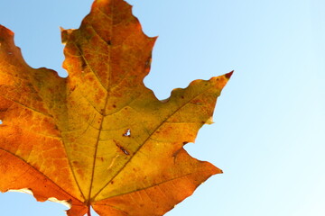 autumn maple leaf on the background of the blue sky