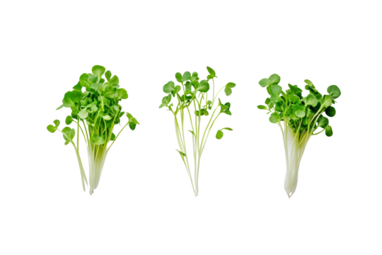 Fresh green bok choy , showcasing vibrant leaves and crisp texture,Isolated on transparent background