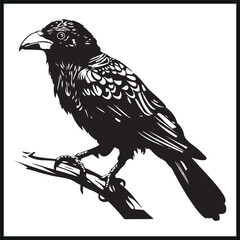 Fototapeta premium Barbet bird silhouette