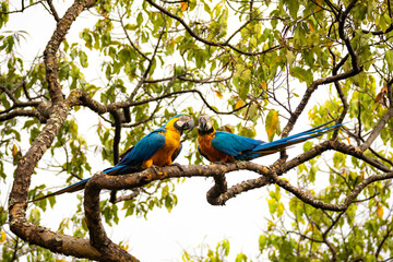 Wild tropical Brazilian Blue and Yellow Macaw. Blue and Yellow Macaw (Ara ararauna) 