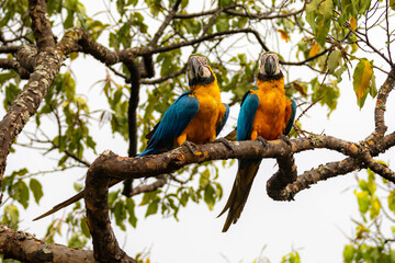 Wild tropical Brazilian Blue and Yellow Macaw. Blue and Yellow Macaw (Ara ararauna) 