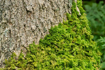 Detailed view of moss on a tree.