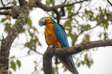 Wild tropical Brazilian Blue and Yellow Macaw. Blue and Yellow Macaw (Ara ararauna) 