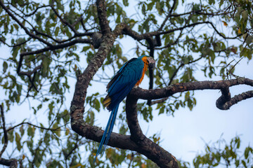 Wild tropical Brazilian Blue and Yellow Macaw. Blue and Yellow Macaw (Ara ararauna) 