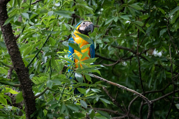 Wild tropical Brazilian Blue and Yellow Macaw. Blue and Yellow Macaw (Ara ararauna) 