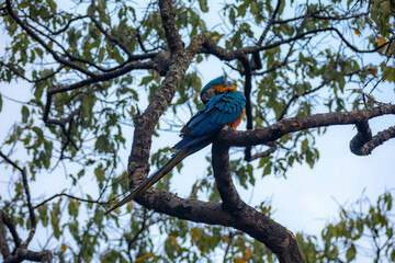 Wild tropical Brazilian Blue and Yellow Macaw. Blue and Yellow Macaw (Ara ararauna) 