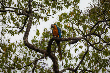 Wild tropical Brazilian Blue and Yellow Macaw. Blue and Yellow Macaw (Ara ararauna) 