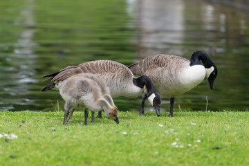 Close up of a Canada goose (branta canadensis) with  goslings by the waters edge