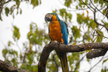 Wild tropical Brazilian Blue and Yellow Macaw. Blue and Yellow Macaw (Ara ararauna) 