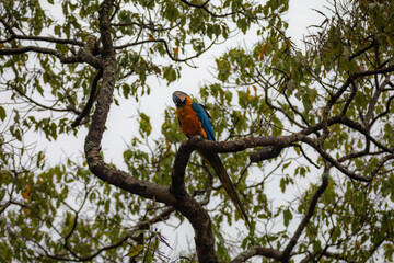 Wild tropical Brazilian Blue and Yellow Macaw. Blue and Yellow Macaw (Ara ararauna) 