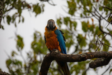 Wild tropical Brazilian Blue and Yellow Macaw. Blue and Yellow Macaw (Ara ararauna) 