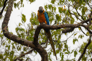 Wild tropical Brazilian Blue and Yellow Macaw. Blue and Yellow Macaw (Ara ararauna) 