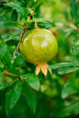 A pomegranate tree in the garden. A small green pomegranate on a tree. An immature pomegranate on a branch with green leaves. Useful fruits.