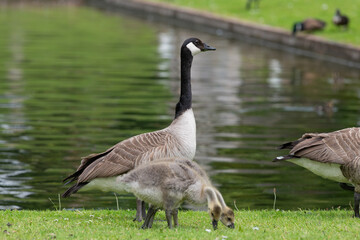 Close up of a Canada goose (branta canadensis) with  goslings by the waters edge