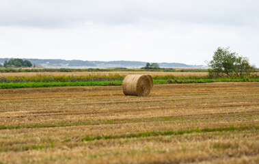 Hay bales in a field.