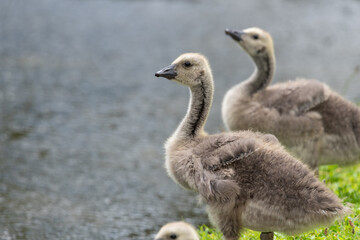 Canada goose (branta canadensis) gosling