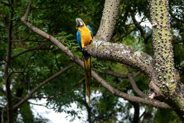 Obraz premium Wild tropical Brazilian Blue and Yellow Macaw. Blue and Yellow Macaw (Ara ararauna) 