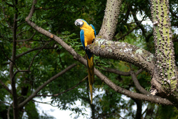 Wild tropical Brazilian Blue and Yellow Macaw. Blue and Yellow Macaw (Ara ararauna) 