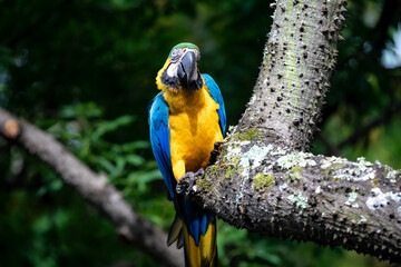 Wild tropical Brazilian Blue and Yellow Macaw. Blue and Yellow Macaw (Ara ararauna) 