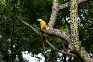 Wild tropical Brazilian Blue and Yellow Macaw. Blue and Yellow Macaw (Ara ararauna) 