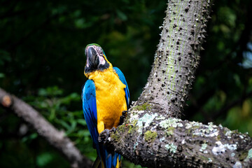 Wild tropical Brazilian Blue and Yellow Macaw. Blue and Yellow Macaw (Ara ararauna) 