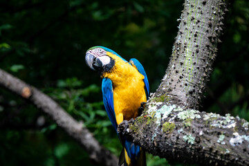 Wild tropical Brazilian Blue and Yellow Macaw. Blue and Yellow Macaw (Ara ararauna) 