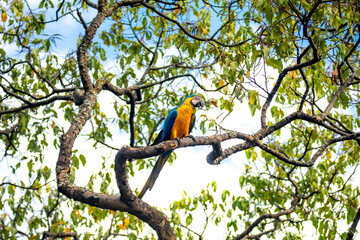 Wild tropical Brazilian Blue and Yellow Macaw. Blue and Yellow Macaw (Ara ararauna) 