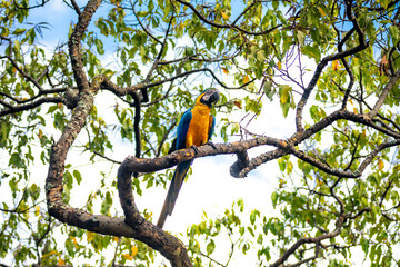 Wild tropical Brazilian Blue and Yellow Macaw. Blue and Yellow Macaw (Ara ararauna) 