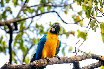 Wild tropical Brazilian Blue and Yellow Macaw. Blue and Yellow Macaw (Ara ararauna) 