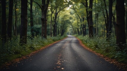 Fototapeta premium A winding asphalt road through a dense forest with tall trees lining the edges, creating a tunnel of green foliage.