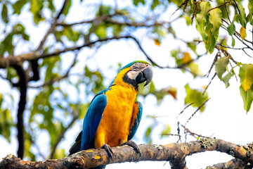 Obraz premium Wild tropical Brazilian Blue and Yellow Macaw. Blue and Yellow Macaw (Ara ararauna) 