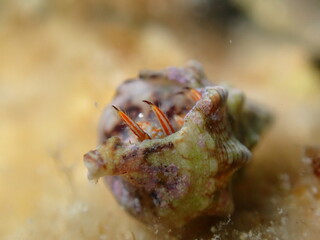 Mediterranean rocky shore hermit crab or Mediterranean intertidal hermit crab (Clibanarius erythropus) extreme close-up undersea, Aegean Sea, Greece, Halkidiki, Afytos beach