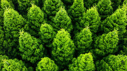 Top view of lush green trees in a dense forest.