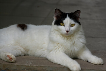 gato branco com orelhas pretas deitado no chão com a cabeça erguida