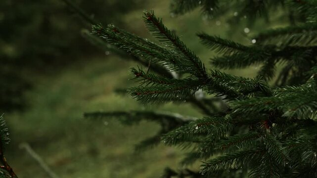 Coniferous forest after rain.
Tree branches after rain.
Trees close up.
Pine forest.
Thorns on trees.
Green branches in the forest.
Trees in the mountains