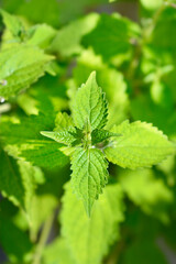 Blue mist spiraea leaves
