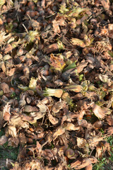 Harvested hazelnuts on the ground