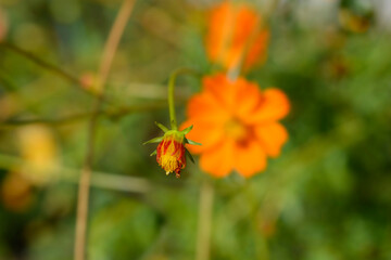Sulfur cosmos flower bud