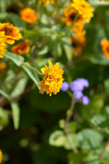 Mexican zinnia flowers