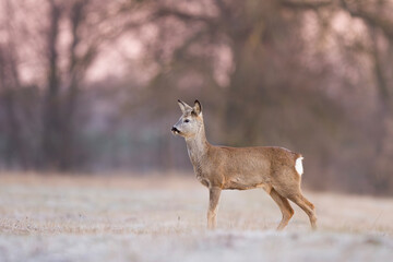 Sarna europejska (Capreolus capreolus) © Michal Przystas